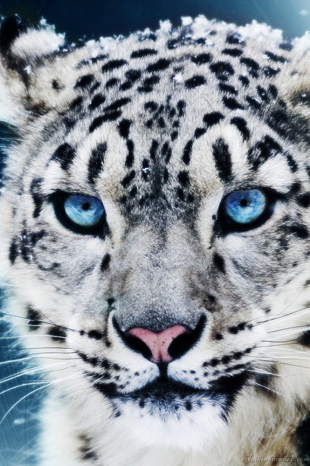 Hình nền iPhone cực đẹp