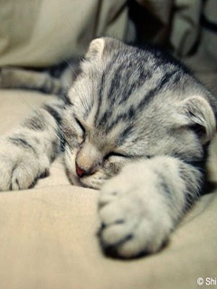 Hình nền 240x320 đẹp